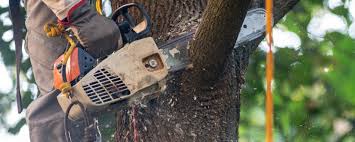 Best Lot and Land Clearing  in Mansfield, PA