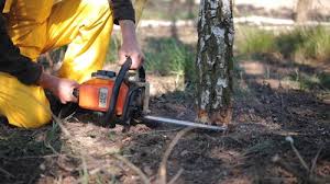 Best Firewood Processing and Delivery  in Mansfield, PA