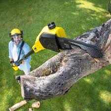 Best Lawn Disease Treatment  in Mansfield, PA