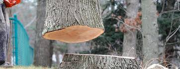 How Our Tree Care Process Works  in  Mansfield, PA