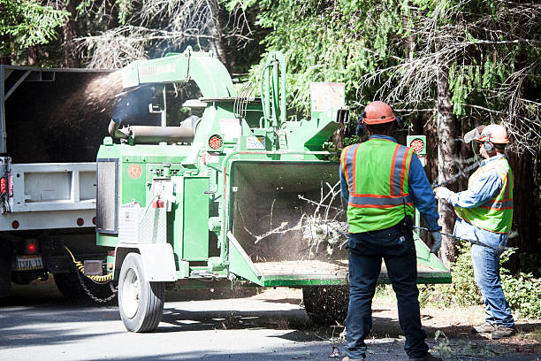 Mansfield, PA Tree Care Company